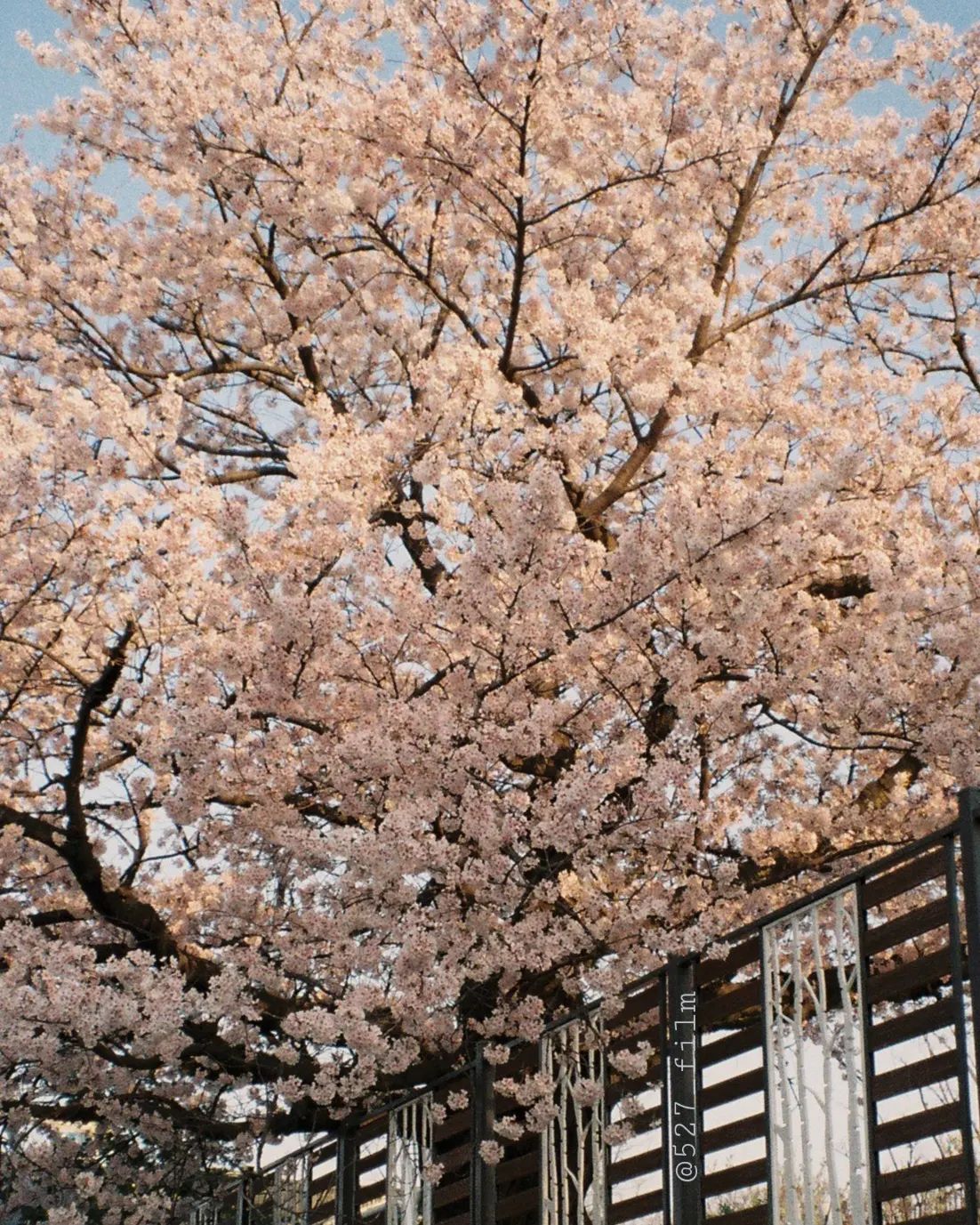 #527_film 
-
봄날, 벚꽃 그리고
-