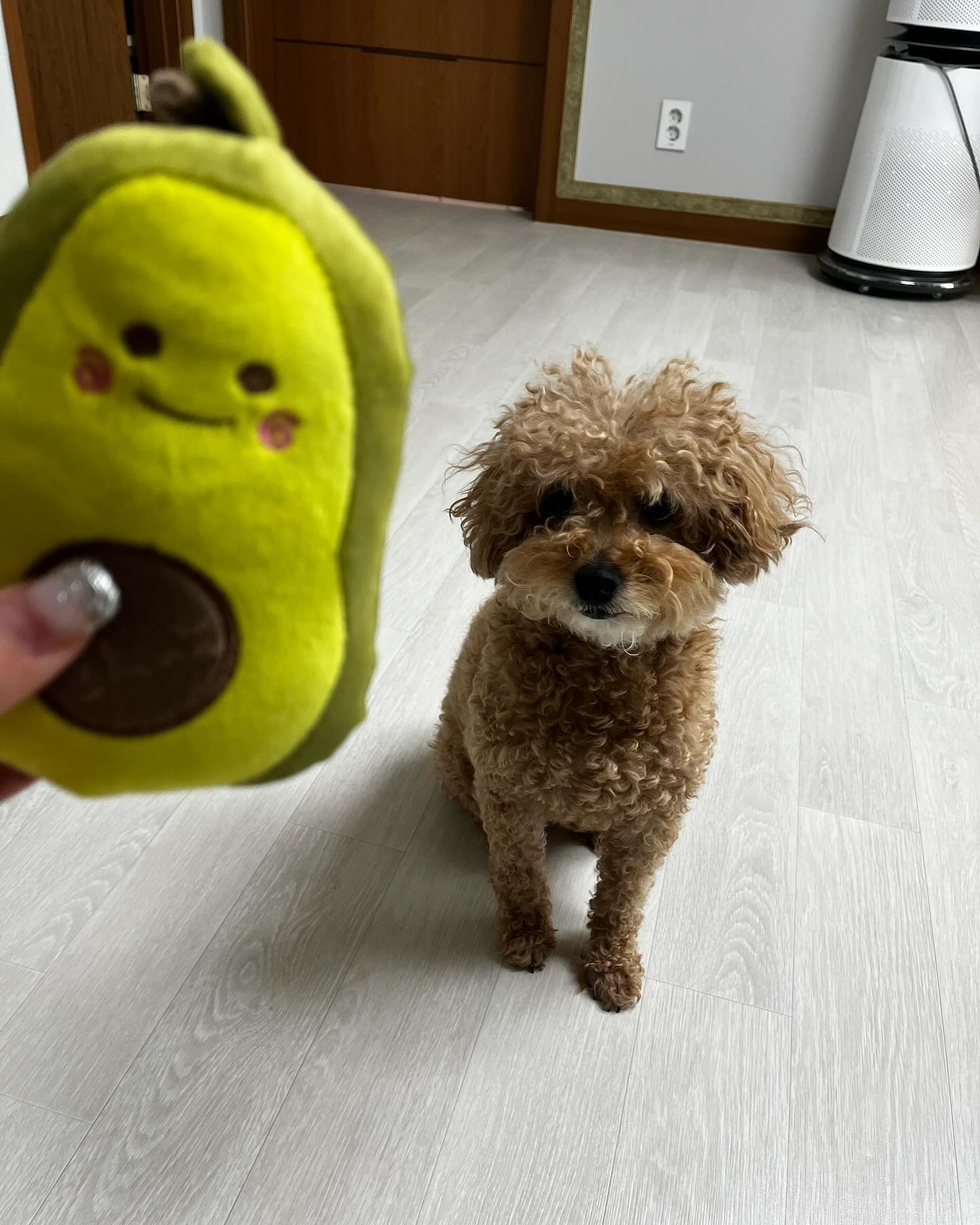 미용할 때가 됐다!
머리가 하트모양이야❤️
