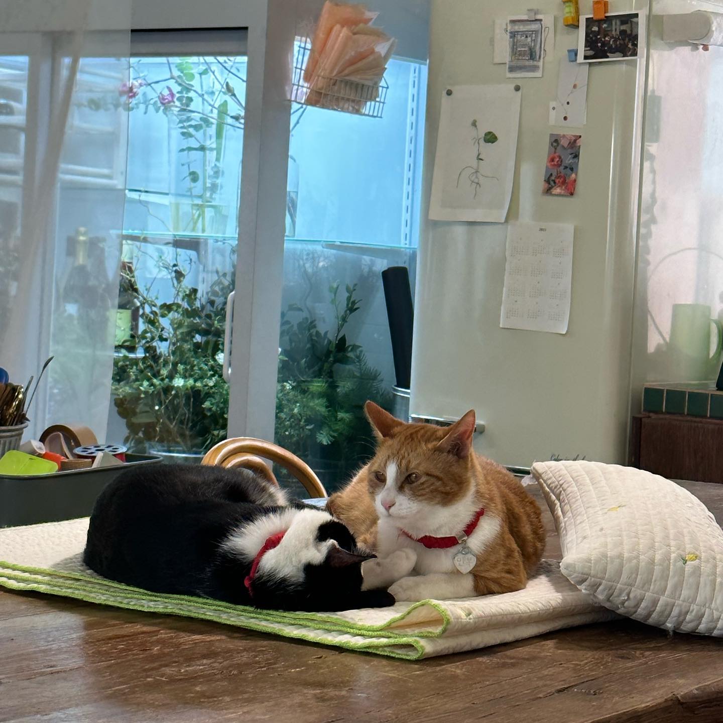 귀여움이 알레르기를 이긴다🐈‍⬛🐈