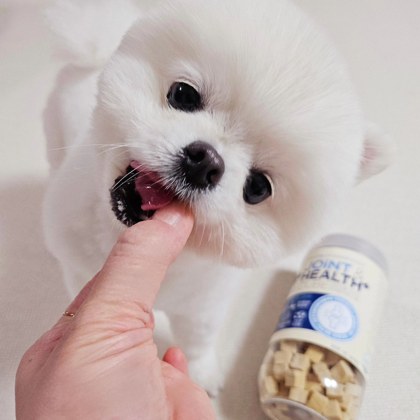 -♡
#제품제공

간식도 냠냠냠 잘 받아먹는 우리두부🐶

관절만 조금 튼튼하면 완벽한강아쥐인데😂

다음주에 쓸개골 수술잡혀있는 우리두부🐶

간식도 관절에 관련된것만 찾다보니 알게된 #홍선가

맛있는  치즈향🧀 부드러워서 아기 강아지부터 노견까지 섭취가능할것같아요^^

홍어콘드로이친 3%함유🩵
면연력 증진개선🩵체지방감소🩵
피부개선🩵관절염예방🩵

큐브형태라서 한알씩 훈련하면서 주니까 
냠냠 너무 잘받아먹어요?

관절약한 소형견들은 관절건강 필수인거아시죠...😭😭😭

#반려동물간식 #포메라이언 
#반려견영양제 #고양이영양제 
#강아지관절 #강아지영양제 
#애견간식 #펫영양제 #강아지관절약

#육아맘#육아소통 #육아맘환영
#큰아들#내사랑 #내보물 #워킹맘#주부
#육아일상 #일상 #소통 #좋아요 #맞팔 #인친
#애스타그램 #럽스타그램#젊줌마
#엄마가세상에서제일사랑해아들들❣