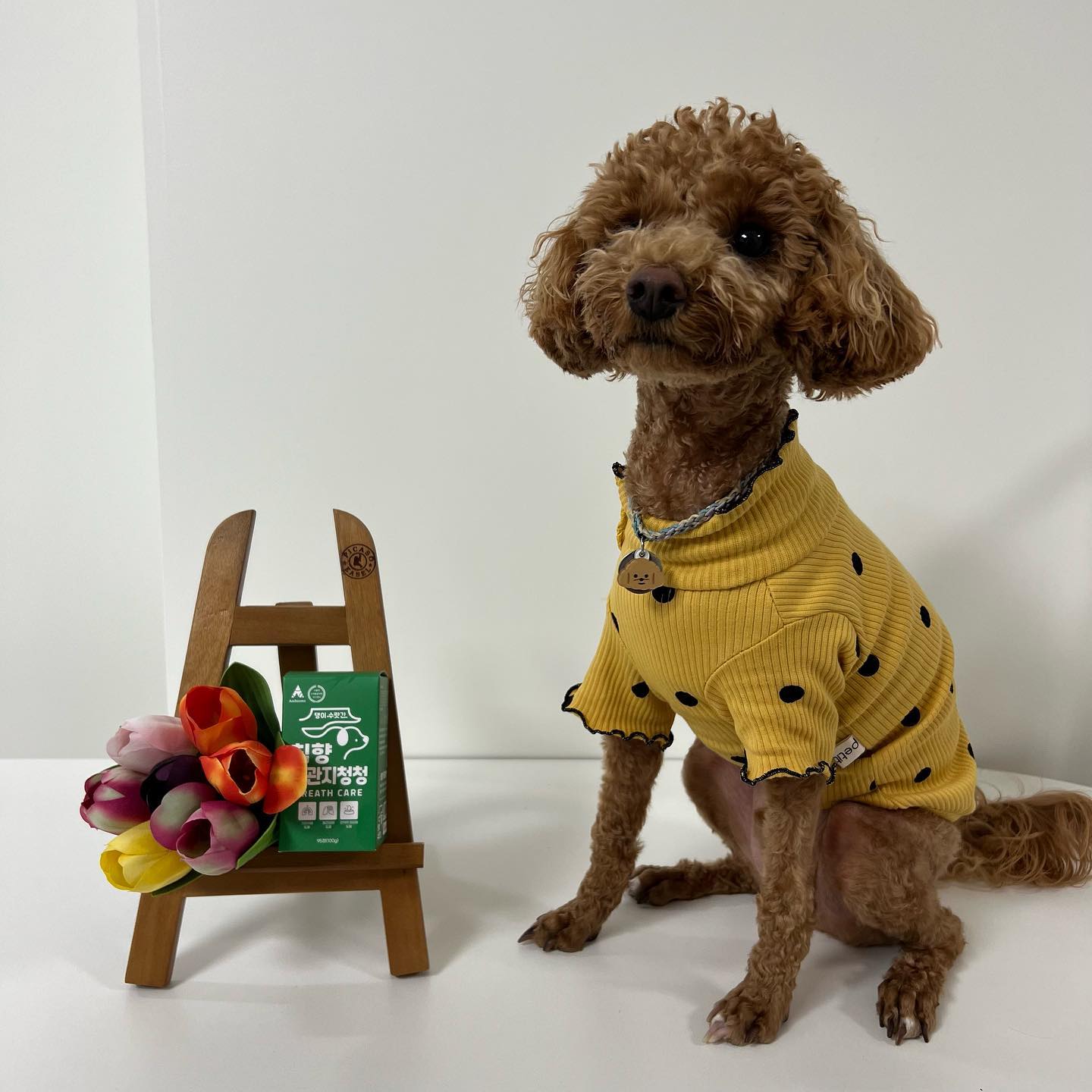 내이름은 바르🐶 on Instagram: "#광고
🐶바르가 댕이수랏간 침향기관지청청을 체험해봤오🐶

친구들아 요즘 미세먼지가 많은데 기관지 건강은 잘 챙기고있니?
거위소리를 내며 기침하는 친구들, 잠 잘때 숨소리가 거친 친구들, 물 마실때 켁켁거리는 친구, 기침과 재채기가 잦은 친구들에게 기관지에 좋은 영양제를 소개할게🐶

침향기관지청청은
💛 기관지 회복을 돕는 침향과 기관지에 좋은 영양성분이 함유되어 있어
💛 전성분 100% 공개해서 안심하고 급여할수 있어
💛 기호성을 고려해 고구마, 도라지농축액, 배농축액을 넣어 거부감없이 먹을수 있다구👍🏻
💛 건강한 재료와 무첨가물로 생산되어서 알레르기 걱정도 없지😋

바르는 감기에 잘 걸리고 특히 물 마시고 나서 켁켁거리는 기침을 해서 침향기관지청청을 꾸준히 먹고있어😀
미세먼지가 많지만 산책을 매일 하는 친구들에게도 추천할게
기관지협착증을 미리미리 예방하자구💛

#댕이수랏간 #댕이수랏간기관지영양제 #기관지협착증 #거위소리 #켁켁거림#강아지호흡기영양제#강아지기관지영양제#강아지영양제추천"