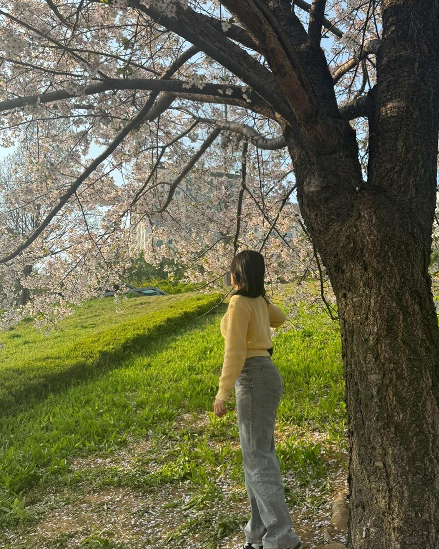 벚꽃 잘가🌸👋
#벚꽃 #봄 #데이트