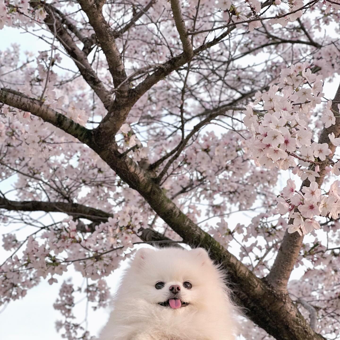 댕벚꽃🌸
.
.
.
.
.
.
.
.
.
#봄 #꽃놀이 #벚꽃 #나들이 #포메 #강아지스타그램 
#인형같아 #우리댕댕이 #포메라니안