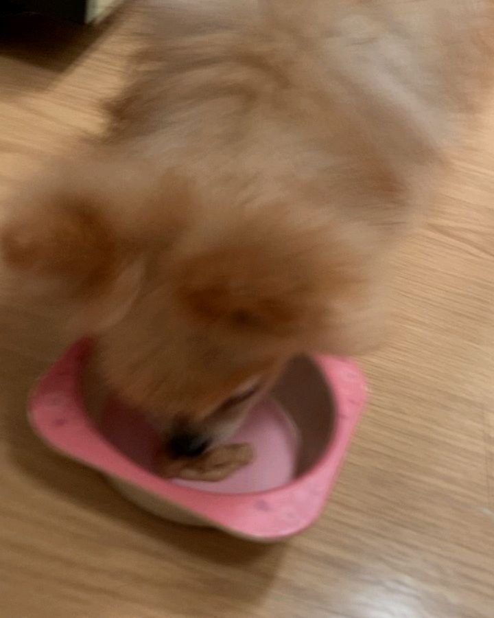 티니 밥그릇ㆍ물그릇ㆍ샴푸ㆍ린스ㆍ이불ᆢ
어제 다 버렸는데ᆢ
12년동안 함께했던 순간순간이 있기에 ᆢ
도마에서 오이를 썰면 귀신같이 와서 달라는 너ᆢ
집에만 오면 반갑다고 짖는 너의 목소리ᆢ
다리사이를 비비는 너의 작은 몸짓들ᆢ
엎들려서 나를 쳐다봤던 너의 시선이 아직도 생생한데ᆢ
곁에 없다는게 아직도 믿기지가 않네ᆢ
꿈에서라도 보고싶은데ᆢ
겁이 많아서 엄마없이는 잘 다니지 못했던 너!!
무섭지는 않았는지ᆢ거기서는 혼자서 잘 지내고 있는지ᆢ
티니야!!!보고싶다!!잘해주지못해서 너무 미안했어~~