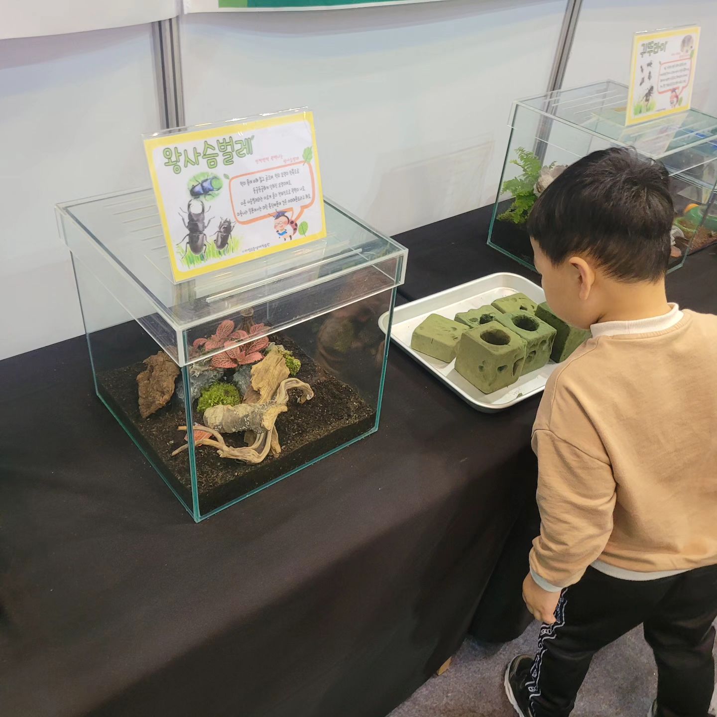 곤충 만져보고 구경중

#의령곤충생태학습관
#경남가볼만한곳
#경남과학대전