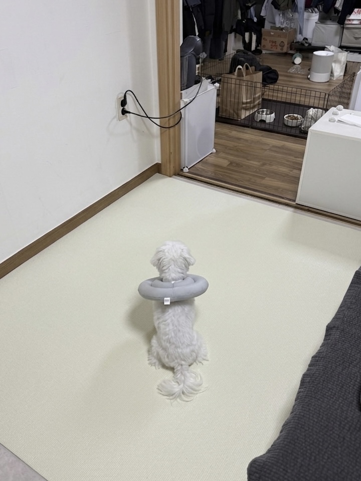 토글리