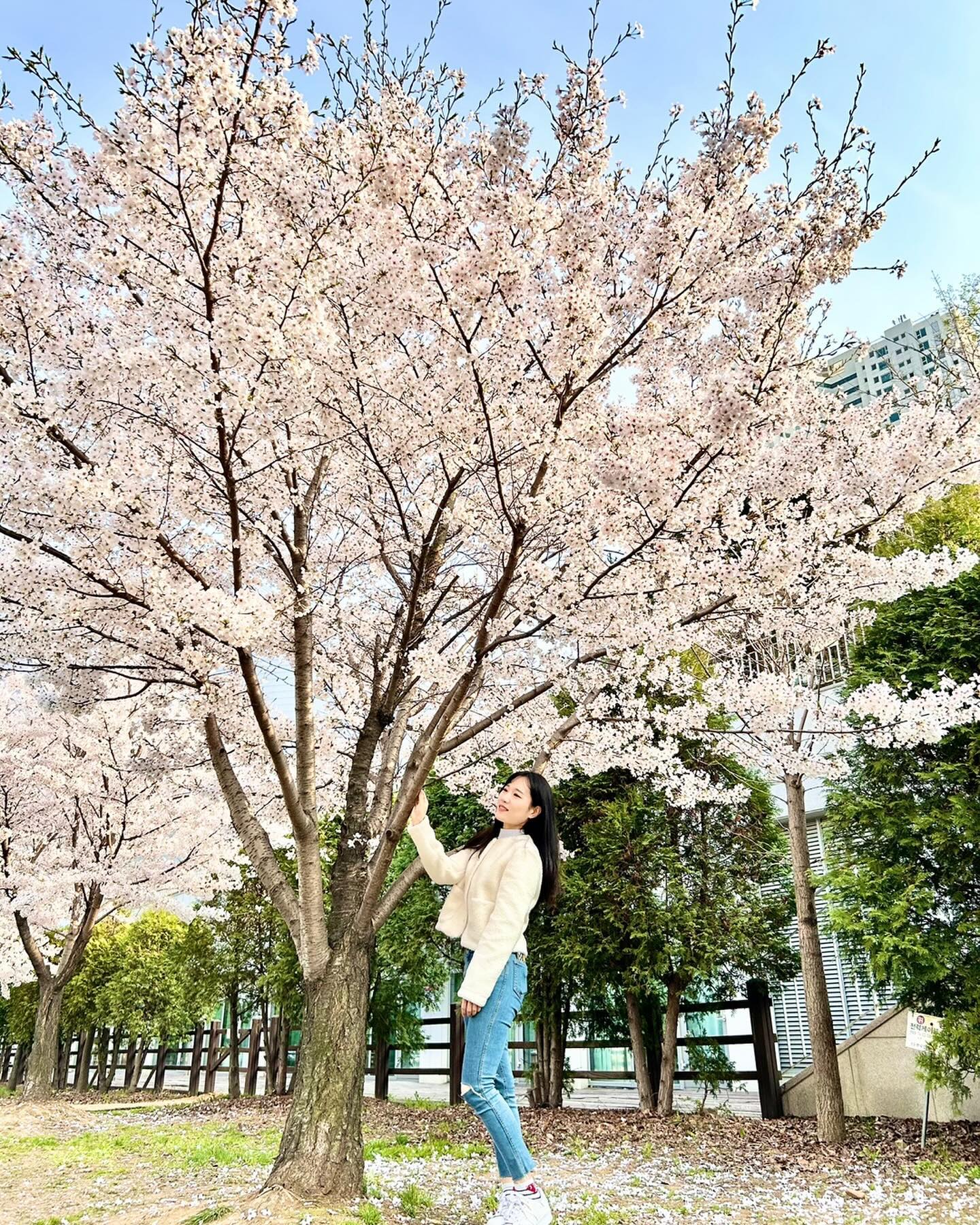 꽃길이 펼쳐지는중인가 봄봄봄🌸
🌷🌹🪻🌻🌺🌼🌸🥀🌷

#봄 #벚꽃 #벚꽃놀이 #벚꽃길 #꽃길