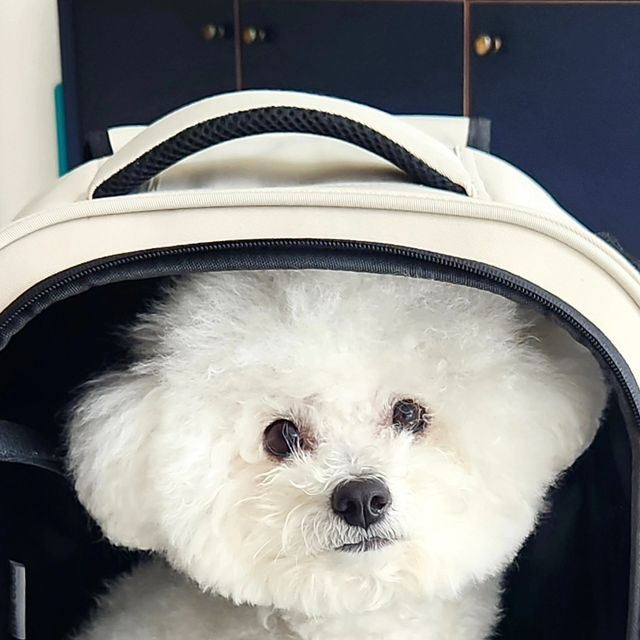  Hanshuai 한슈아이 / 최한솔 on Instagram: "#광고 솜이랑 외출할때 꼭 필요한 이동가방
옆으로 메는 이동가방이랑 끌고다니는 이동가방 진짜 다양하게 사용해봤는데 백팩이 최고네요

무엇보다 들고다니는 사람이 편해야 강아지도 편한데 가방이 탄탄해서 무너짐 없이 편하게 잘 있어줘요! 어깨부분도 두툼하고 넓어서 무게 배분도 잘 되고 정면, 양옆부분 모두 메쉬망이 있어서 갑갑함도 덜하고 중간중간 간식이나 쓰다듬기용으로 최고!

참고로 솜이는 4.5kg 비숑강아지에요!

#강아지백팩 #강아지가방 #고양이백팩 #고양이가방 #이동가방추천 #반려견가방 #백팩추천"