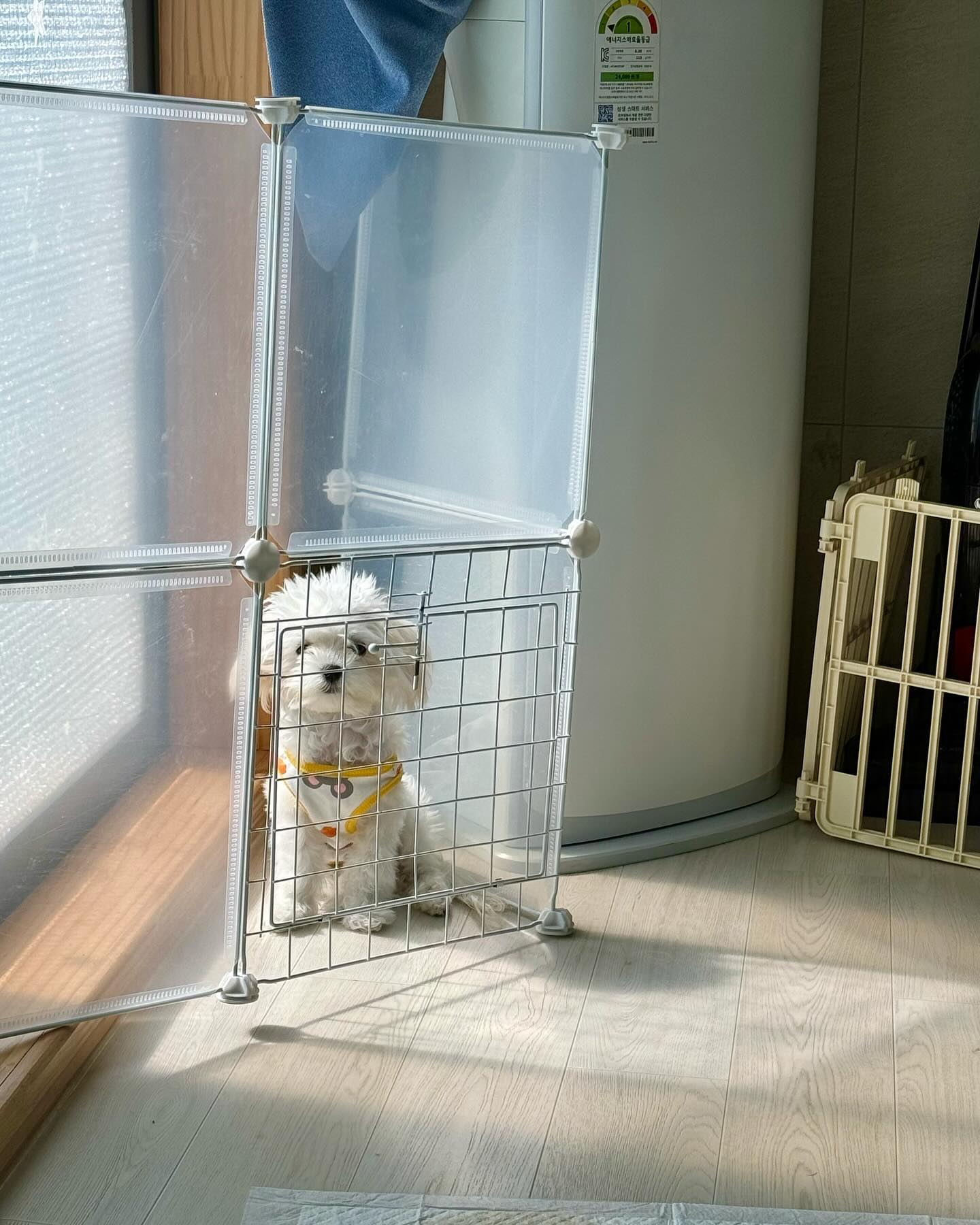 자체 감금하는 강아지🐶
대체 왜저러는건지ㅋㅋㅋ

#여름이 #말티푸 #견생6개월차