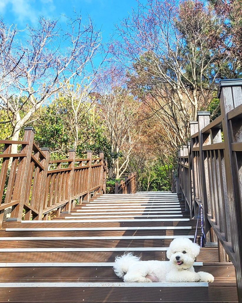 날씨가 참 좋구먼🐶 
산책하기 딱 좋은 날이네..

애기털은 거의 벗은 것 같다! 
털이 복실복실~
어릴때는 사람들이 푸들이냐고 물어봤는데,

이젠.. 어딜가도...

어머! 
큰 비숑이네에 😲😲😲
라고 하심...ㅋㅋㅋ

#빅숑 #해치지않아요 #주인만무는개님 #다행인가불행인가 
#산책스타그램 #멍스타그램 #비숑스타그램 #멍팔맞팔