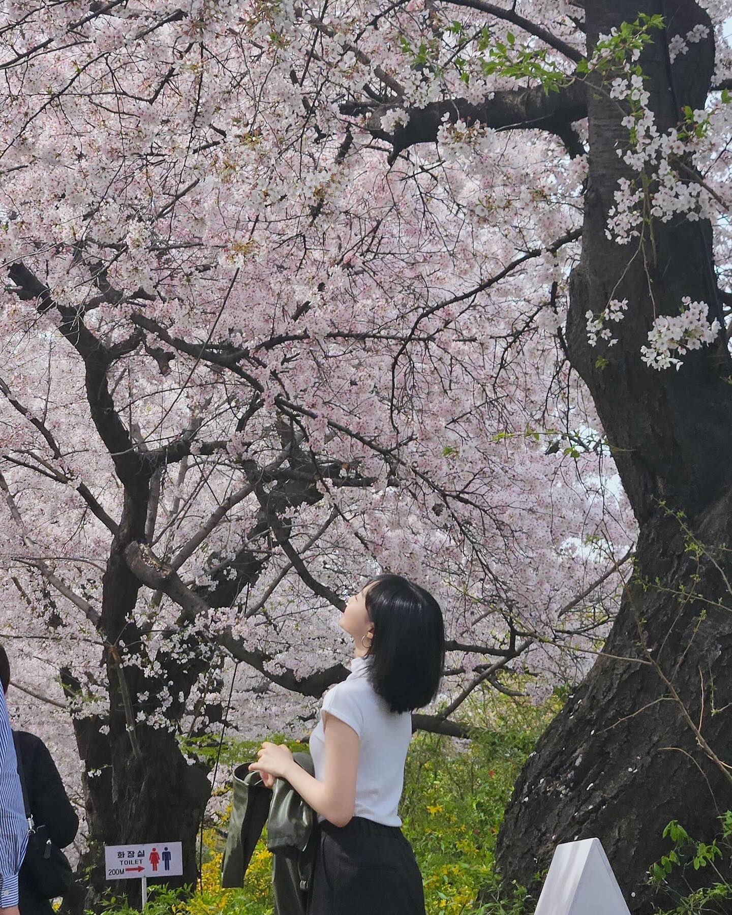 봄이야 🌸