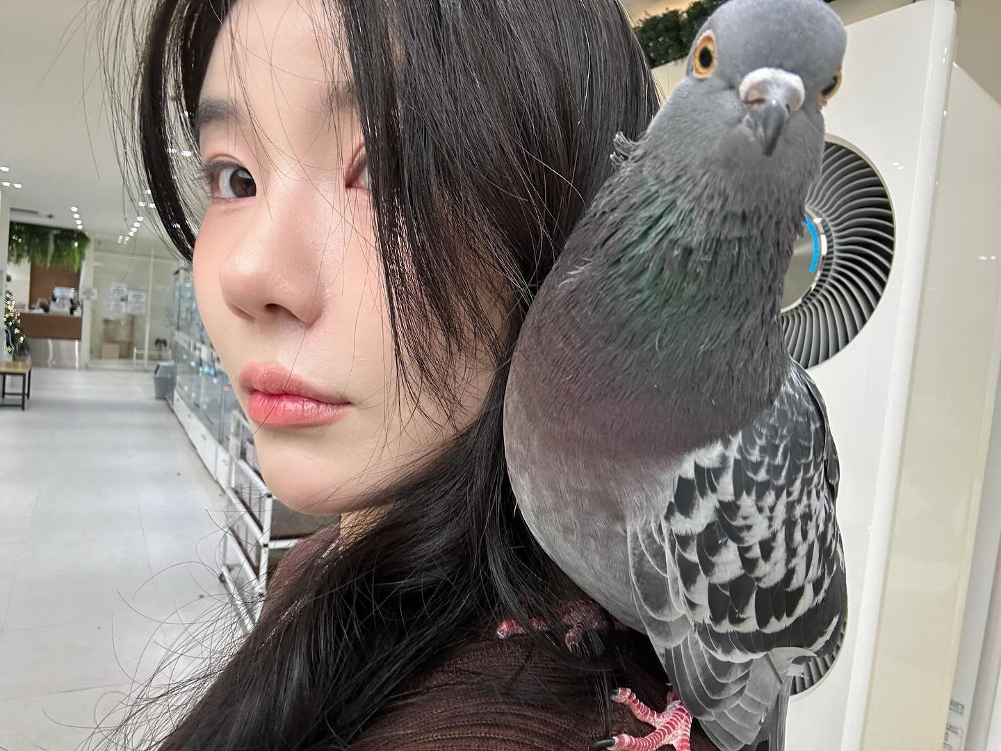 도브