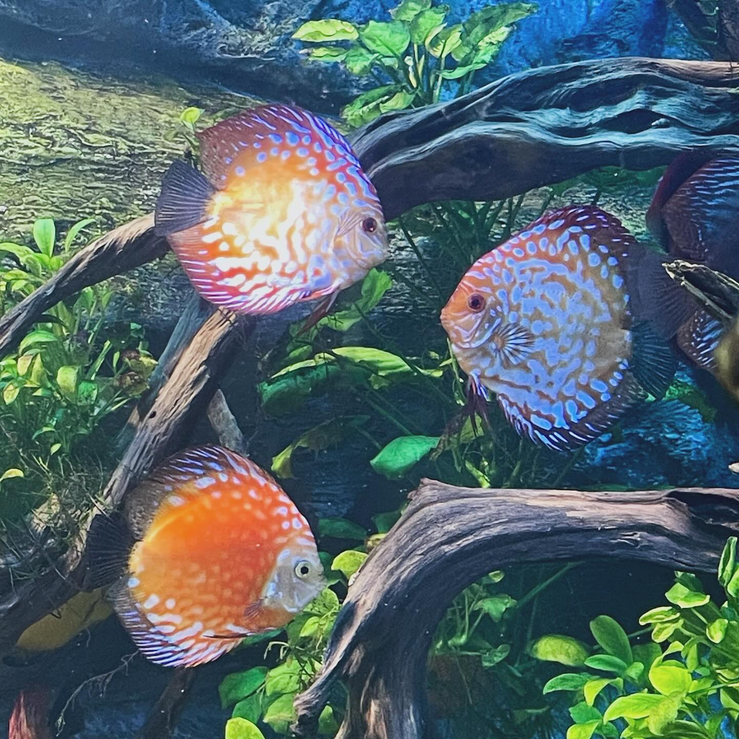 🫧🐠