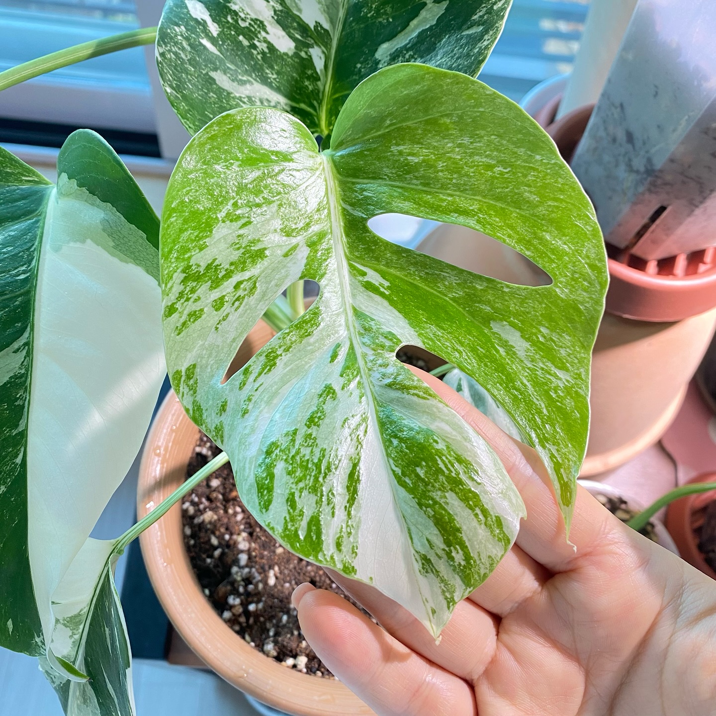오늘의 신엽🌱
.
.
.
.
.

#알보몬스테라
#알보몬스테라보르시지아나바리에가타 
#알보신엽
#식물인테리어
#식물스타그램