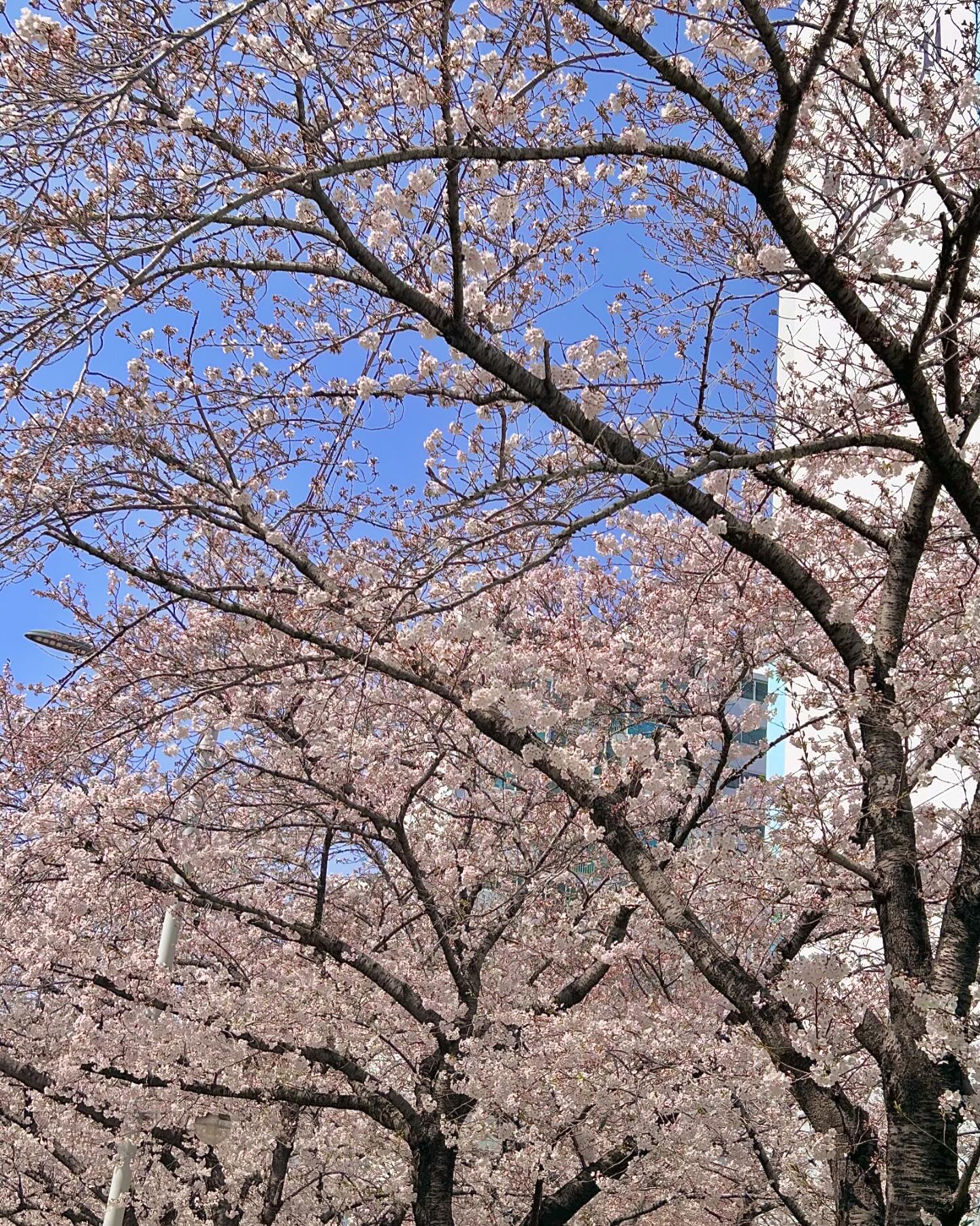 올해의 벚꽃🌸놀이는 광안삼익비치😆

산책겸 잠시 들린것🐶
내사진을 찍어주기위한 
남편의 노력❤️ㅋㅋㅋㅋㅋ
칭찬해👍

#광안삼익비치벚꽃 #벚꽃명소 
#광안리 #산책