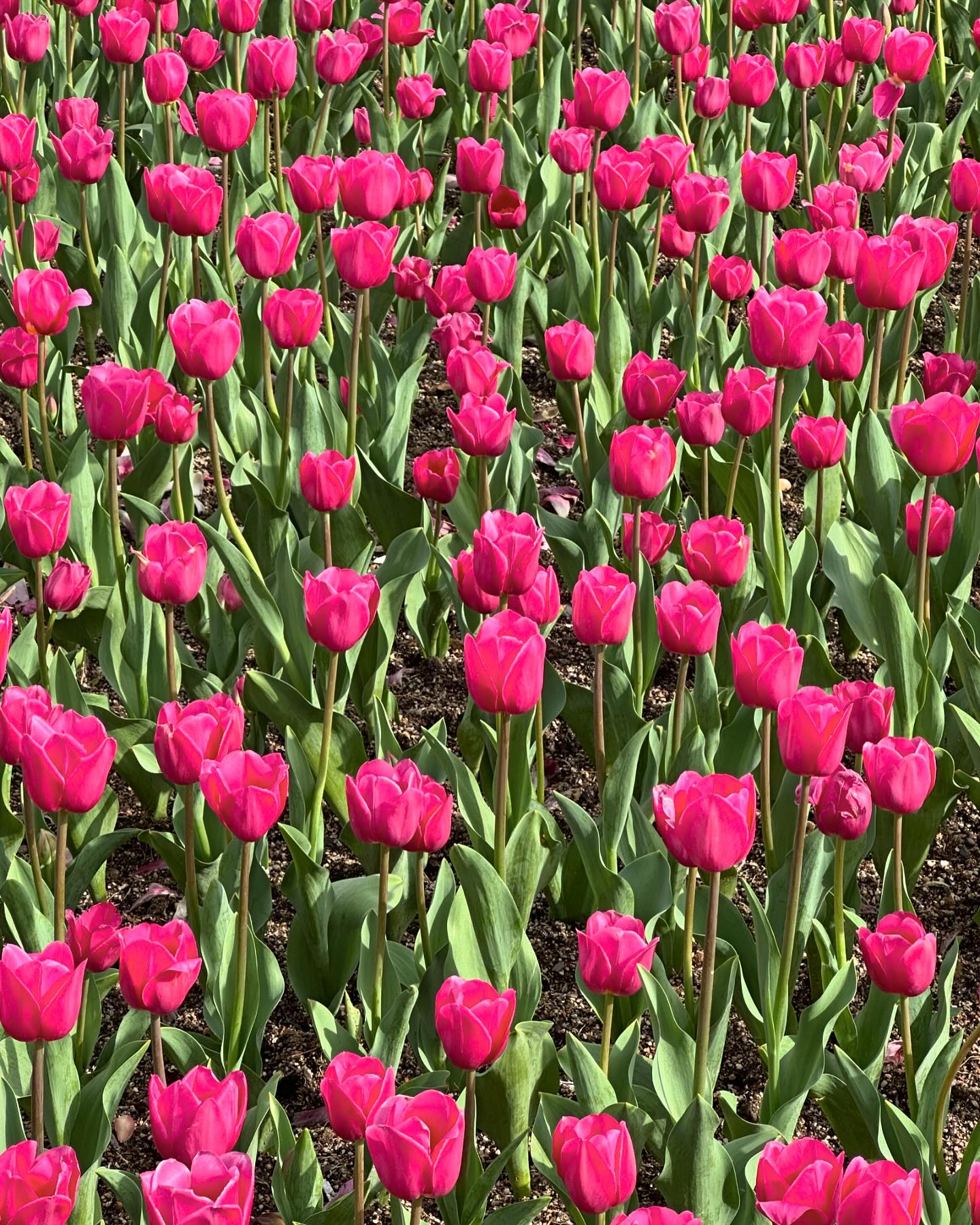 에버랜드 덕분에 꽃구경 실컷 했다 🌷
.
.
#에버랜드#튤립