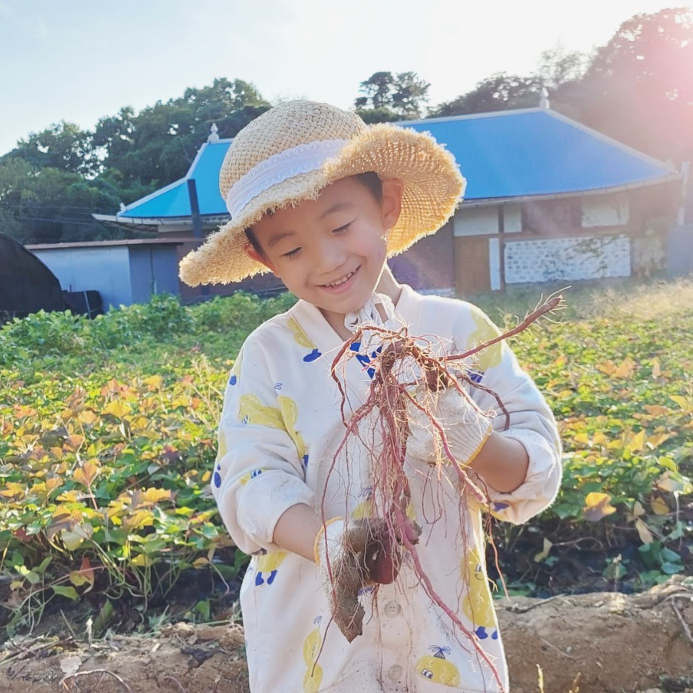 2023.09.23
고구마🍠 캐는 꼬마농부🧑‍🌾
해가 늬엿늬엿 넘어가는
가을 바람 부는 고구마 밭에서

생후1745일!
고구마에 진심인 꿈고래 ㅋㅋㅋ
귀여워~~~ 오늘도 수고했어!!👍
하트뿅❤️
#아들맘 #아들스타그램 #아들바보 #꼬마농부 #고구마캐기 #고구마캐기🍠 #오늘도사랑해❤️ #즐거운하루 #아들맘그램