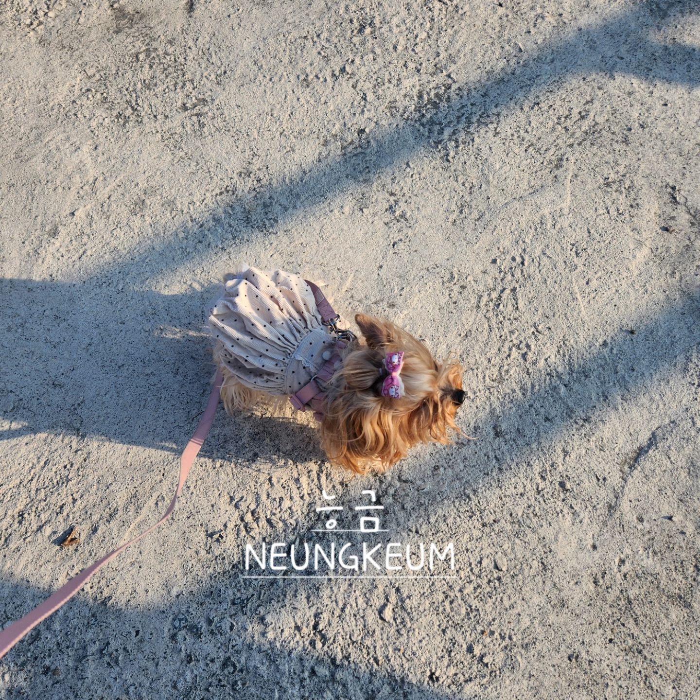 금능이들 할모니 찬스 산책 🐶❤️😍😊

.

Thank you for your heart and comments 😊
.
#KEUMBI #NEUNGKEUM #금비 #능금 #요크셔테리어 #yorkiegram #우아금비 #깜찍능금 #instadog #내공주님들♥#요키는사랑입니다❤️ #황금개_금비랑능금이 #금능이네 #yorkshireterrier
