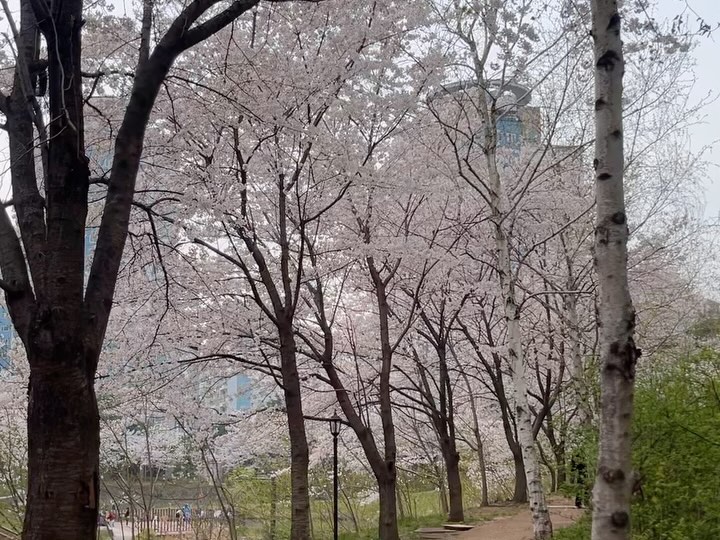 봄을 열심히 즐기자 !!!🌸