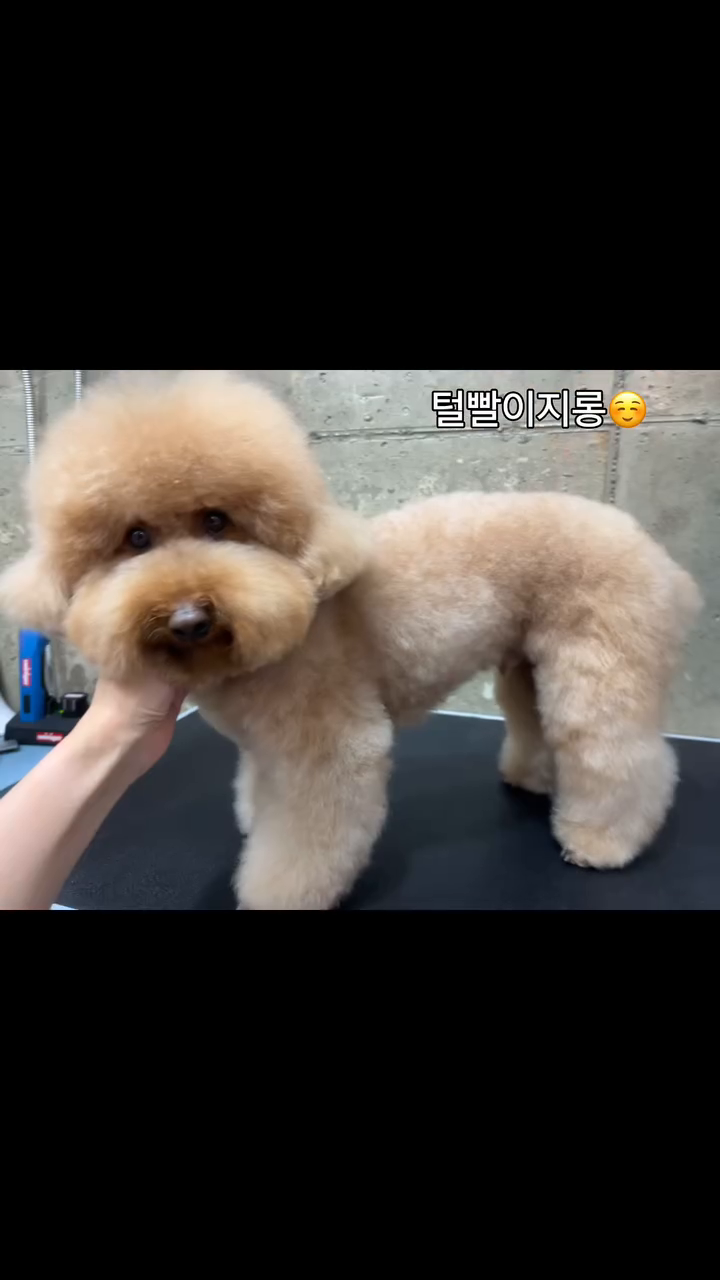 울뚠띡 털빨 너무심해~~🐾