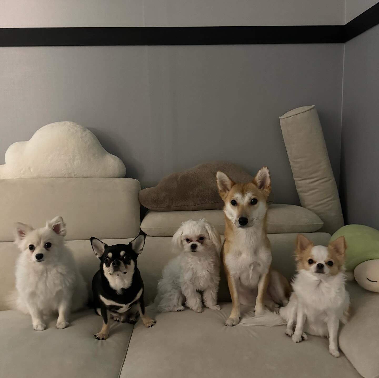 내 예쁜이들 🩶