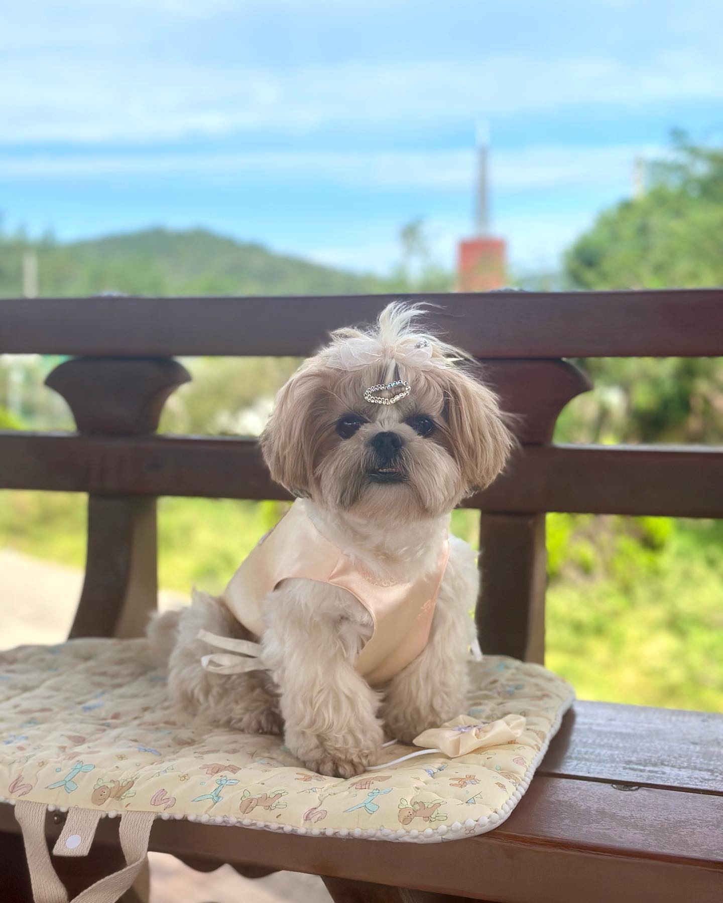 할미네집가서 이쁨 왕 받고와따 ☺️💛

옷에 거부감 있는 친구들도 예쁘게 소화할 수 있는 한복 뷔스티에는 taktaktaktak_official 🫧🥮