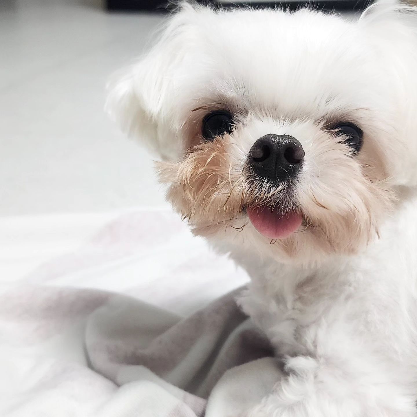 ♡누리 임보 137일차♡

꼬질꼬질해도 사랑둥이~ 👅 누리

누리 😍매력 뽀인트!😍
하나. 혓바닥을 내밀고 있기!
둘. 부르면 토끼처럼 깡총깡총 옴!!
셋. 사료는 내가 지킨다!  으르렁~
넷. 혼자 장난감 가지고 놀기1
 <집안 살림살이 다 찾아 물어뜯기😂>
다섯. 품안에 쏙 들어와서 코코 낸낸Zz

잘자고 잘먹고! 해주는 것만으로도
사랑스러워요💕

🍚 아침 08:00 저녁 05:00 급여
🍬 간식 쌩유베리마치 30g 급여

🌈 약처방&증상 : 심장사상충약 급여

🌈 사료&간식 : 라비앙독 가수분해 연어
- 하루 사료 80g
- 음수량 매우 좋음
- 소화력 만렙

🌈 산책
- 눈와서 산책 못함~

🌈 특이사항
- 없음

임보/입양문의
soby2017
soby_adopt