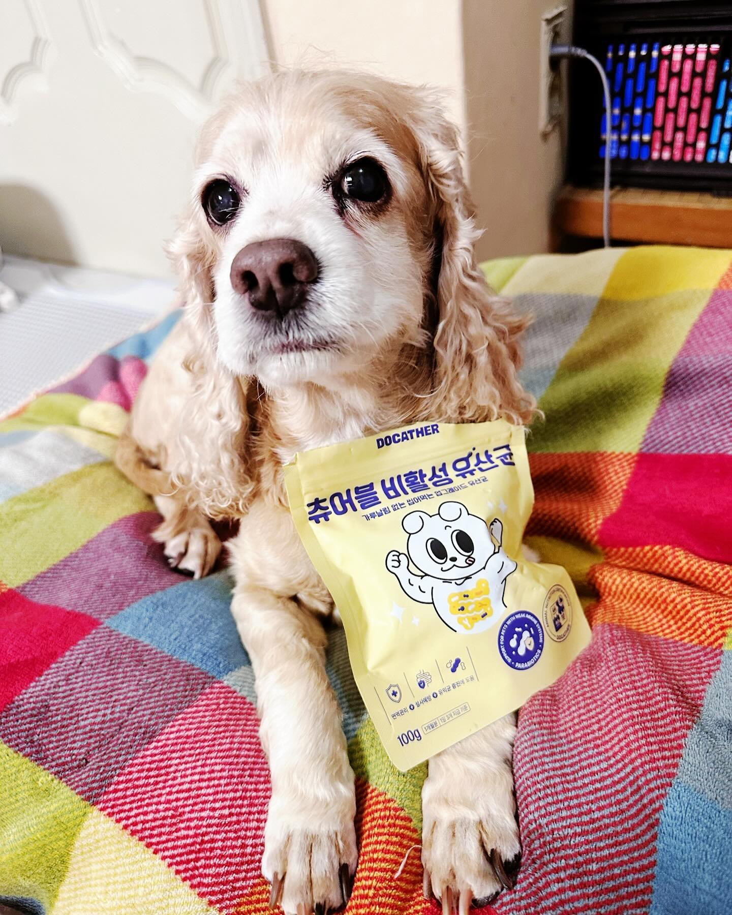 #제품협찬 (사전체험단)🏷️ docather_official 
도캐더 - 츄어블 비활성 유산균

도캐더 사전 체험단에 선정되었어요!
새롭게 선보이는, 츄어블 비활성유산균😍
기존 유산균들은 열과 산에 약해 장까지 가기 전에 대부분 소실된다면, 
도캐더는,
열과 산에 강해서 안전하게 장까지 도착할 수 있어요‼️
무엇보다 마음에 들었던점은,
고온에 강한 비활성 유산균으로 변질우려를 줄이고 
면역시스템이 불안정한 반려동물에게도 안전하게 섭취할 수 있도록 설계한점‼️

츄어블 타입이라 간식처럼 아주그냥 환장하면서 먹어요ㅋㅋ🤤
캡슐 타입은 뱉어 내기도 하는데
씹어 먹으면 좋을텐데 냅다 삼키긴해요 ㅎㅎ
노즈워크로 활용하거나 잘라서 급여하는것도 좋아요 .
코코 응아가 요즘 좀 설사처럼 별로였는데..
황금 응아를 원하신다면 지금 바로 도캐더!

✅설사 예방 
✅면역력 강화 
✅장내 유익균 증진 
✅가수분해한 연어가 첨가되어 기호성🆙

#츄어블비활성유산균#강아지유산균 #반려동물유산균 #반려견유산균#강아지츄어블유산균#츄어블유산균#강아지유산균추천 #도캐더
#댕팔맞팔  #댕팔#댕스타그램#코카스파니엘#아메리칸코카스파니엘#댕댕이 #강아지모델 #집사스타그램