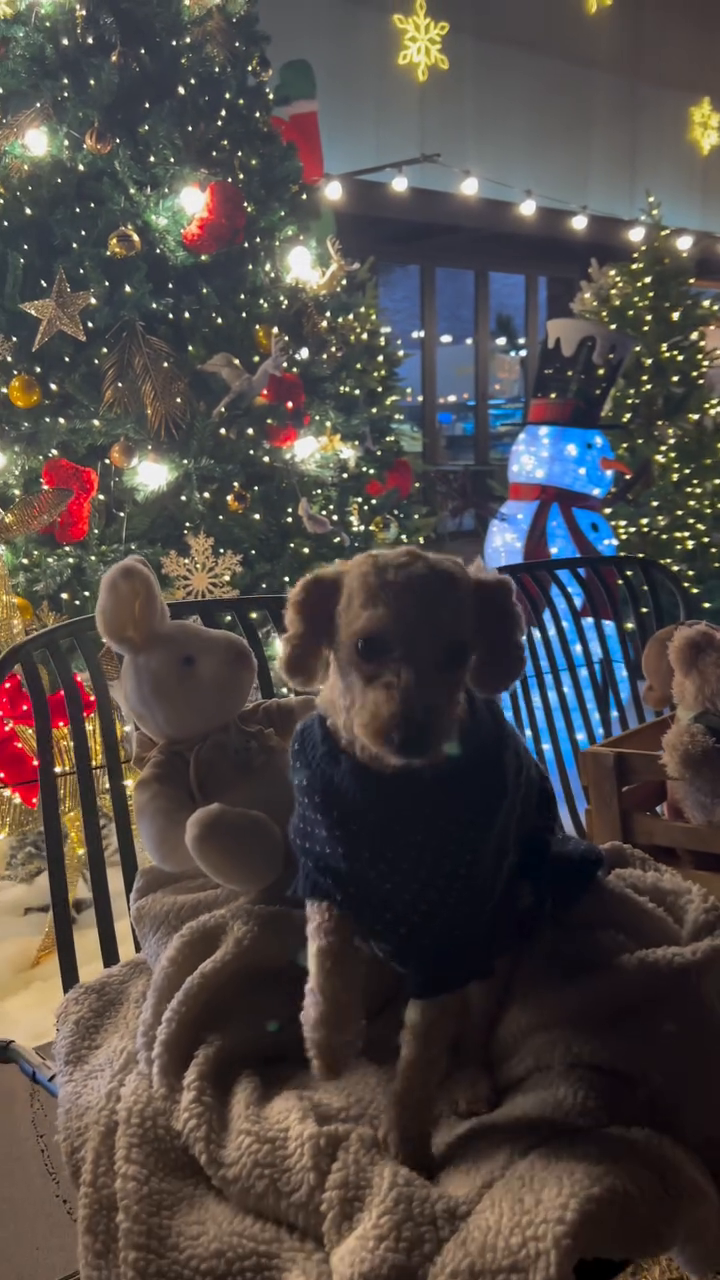 버텨.. 인스타 각을 위하여🐶🎄