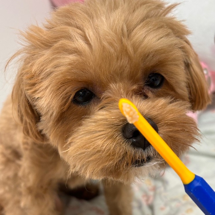 페스룸칫솔치약 초소형 강아지칫솔 치카잘하는법