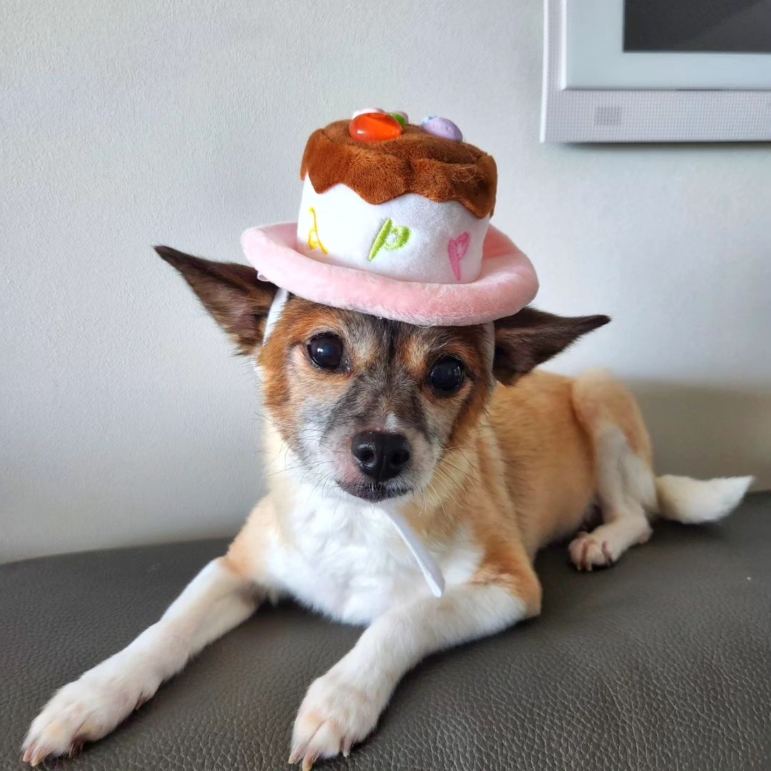 강몽몽 어르신
생신 감축드리옵니다🥳
부디 만수무강하소서