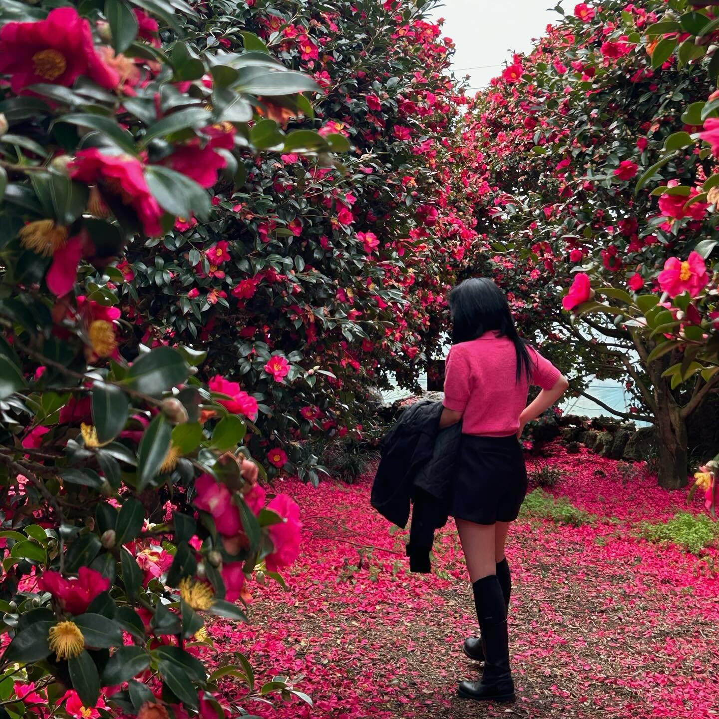 🌺