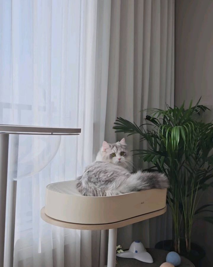 #제품협찬 이지만 #두잇 #올데이보드 신상컬러는 못참쥬? 🐱 

#두잇올데이보드 는 라운드커브 디자인이라 평소에도 김바비가 최애하는 #고양이스크래쳐 였는데요! 

새로 출시된 베이지컬러는 
김바비는 물론이고~ 집쨔 마음까지 단번에 사로잡았어욤❤️ 

넘나 세련된 웜 베이지컬러는 진짜 짱이고요👍 
넉넉한 사이즈와 냥체공학적 디자인도 완전 체고더라고욤! 👍😍💗

#일룸캣타워 위에 세팅했더니 
곧바로 올라가서 자리잡으시는 울 고앵이님 ㅋㅋㅋ 

잠도자고 / 스크래치도 하고 / 그루밍도 하고 ☆♧♤ 김밥이가 좋아해주니 집사도 행복하다는 이야기입니닷! 

✔️ 두잇 생일 파티 기간(2월 14일~21일 15:00까지)에는 최대 65% 할인으로 두잇 제품을 만나볼수 있다니까 우리 모두 생일파티에 놀러가 보아요^^ 

저는 예쁘고 감각적인 #올데이보드뉴컬러 #올데이보드화이트브라운 쟁이러 달려가 보럽니닷! 😊 ☺️ 😄 😸 😺 

duit_korea
#두잇 #duit #고양이스크래쳐 #스크래쳐 #올데이보드 #두잇스크래쳐 #고양이집사 #고양이그램 #고양이용품 #고양이장난감 #올데이보드뉴컬러 #올데이보드화이트브라운