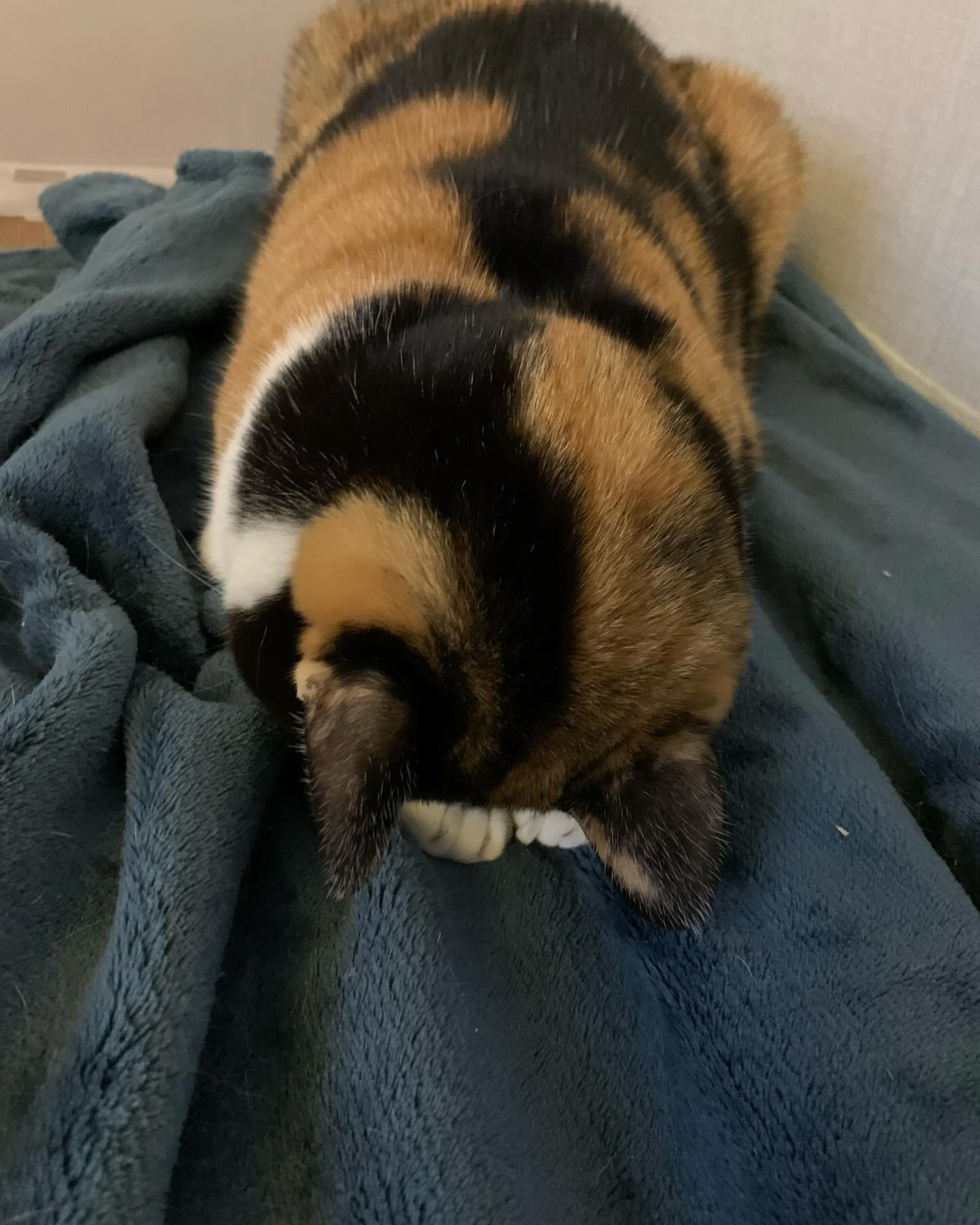 귀여워 내고양이😍
코박냥이ㅋㅋㅋ