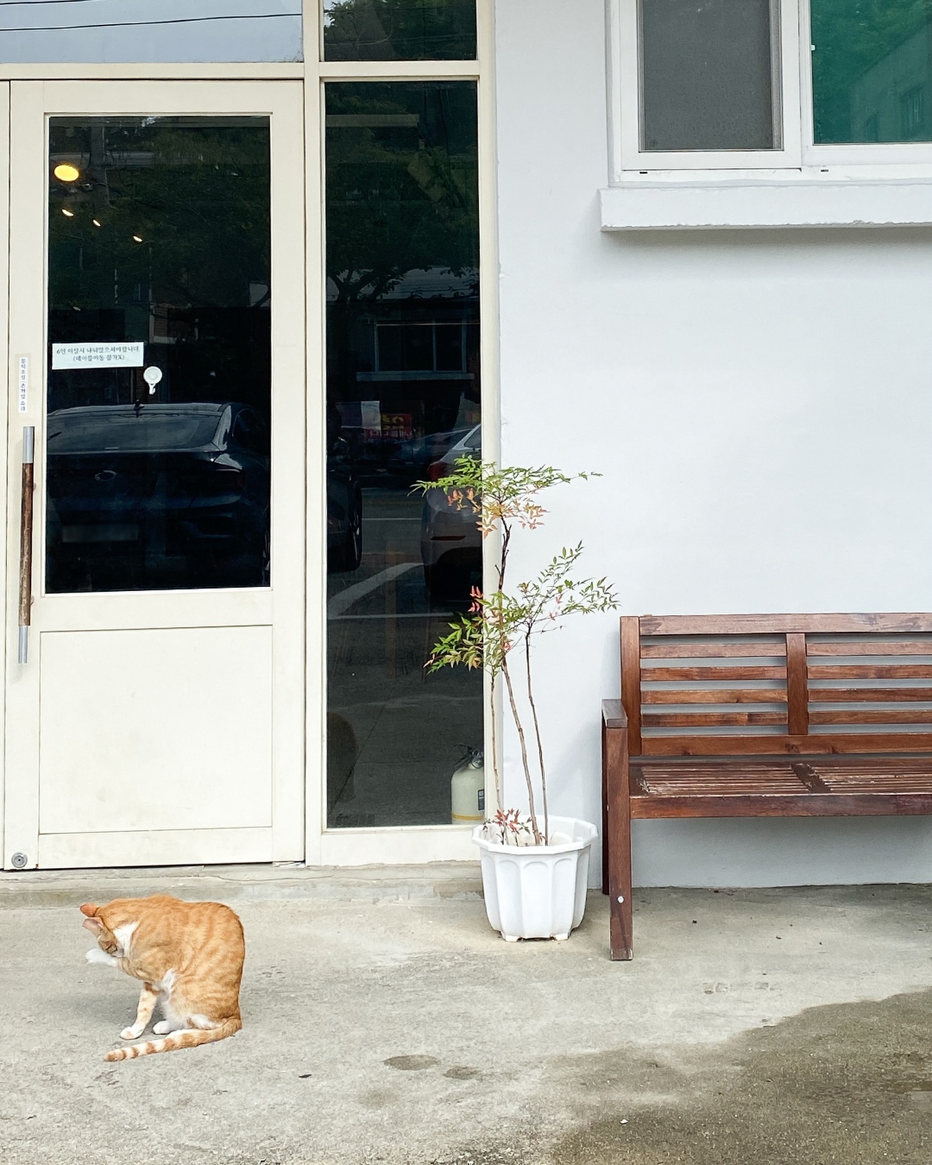 🐈