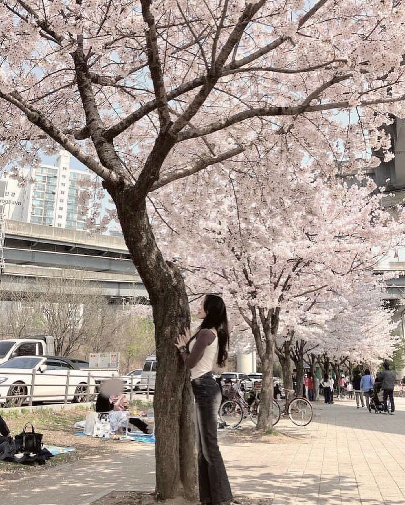 키 크게 찍어준 노랭이야 고마와.
.
.
.
.
.
.
#뚝섬 #뚝섬한강공원 #벚꽃 #한강