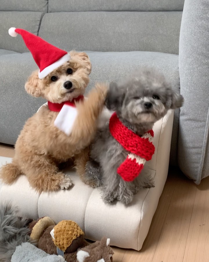 Merry Christmas🎄☃️✨
동생 머리통 팡팡ㅋㅋ선물아 나와라 얍🪄
이때다 싶어 생쥐한테 복수하는 코봉이🎅🏻
아몰랑ㅋ 무슨말을 해도 때릴꼬야ㅋ

이번 크리스마스 선물은 뉴 스텝🤍
다음 소파 컬러에 맞춰 준비했지! 맘에드니? ㅎㅋ
깔끔하고 예뽀🎁 swingdots 

#루돌프휴업 #알개산타 #두고보자코봉 #복수생쥐 #강아지계단
#펫스텝 #강아지스텝 #베르시스텝 #swingdots #스윙도츠