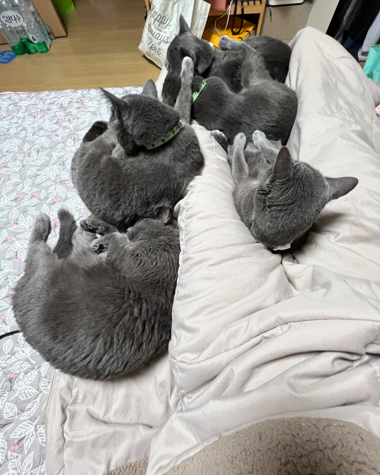 불켰더니 5마리가 똭~

#냥이가좋아 #러블 #러시안블루 #고양이 #猫 #ねこ #cat