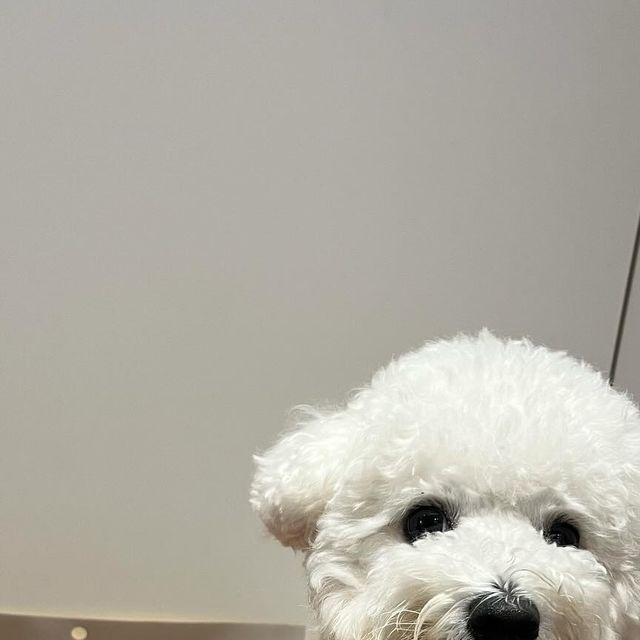 비숑 메리 on Instagram: "#협찬 로얄펫라이프에서 오늘간식 치킨믹스를 보내주셨어요~ 취향에 맞춰 다양하게 맛볼 수 있어서 너무 좋았어요! -원물 위주로 만들어진 건강한 간식 -국제표준규격