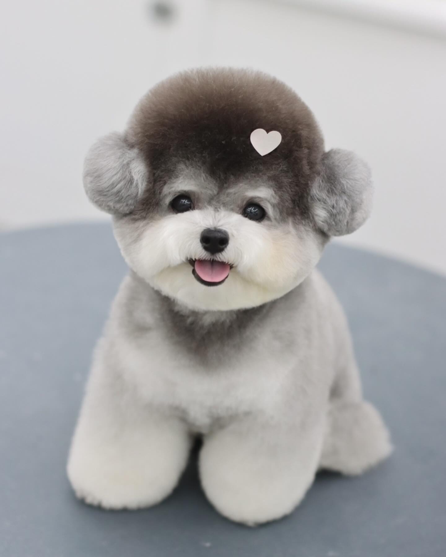 페퍼 ◡̎ #도미네로_푸들

𝙵𝚊𝚌𝚎 ➾ 귀툭튀컷 
𝙱𝚘𝚍𝚢 ➾ 2cm 가위컷