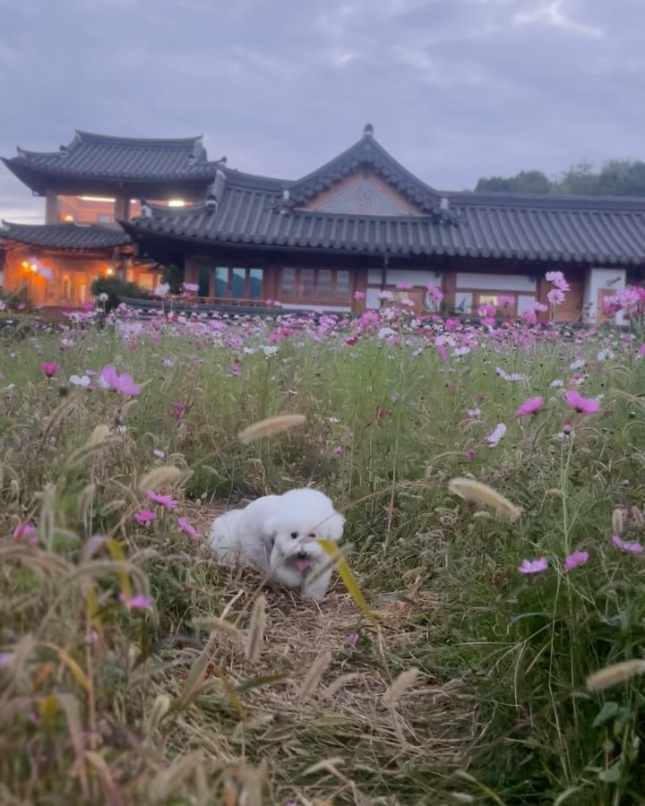 🌸