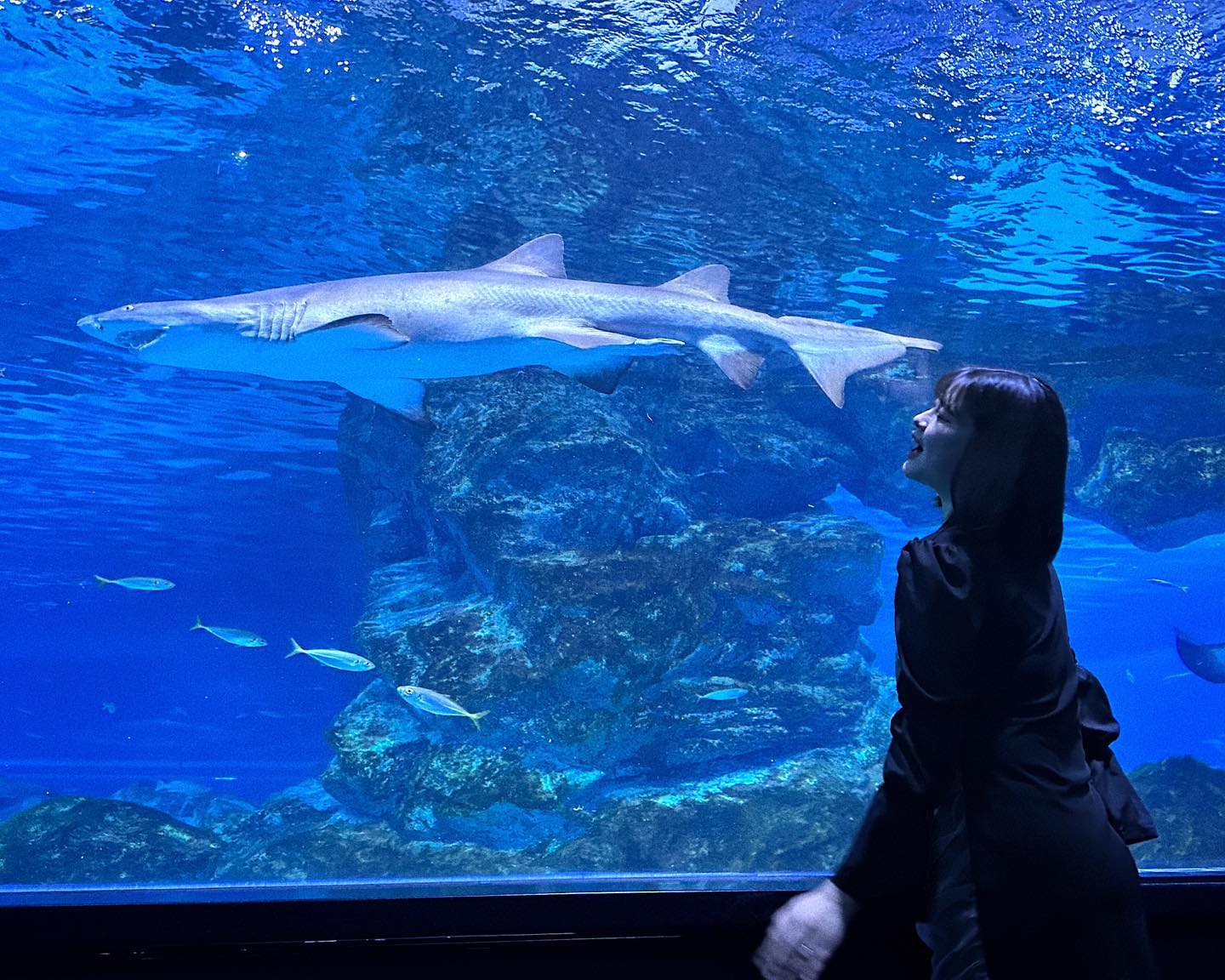 문구를 입력하세요... 🦈