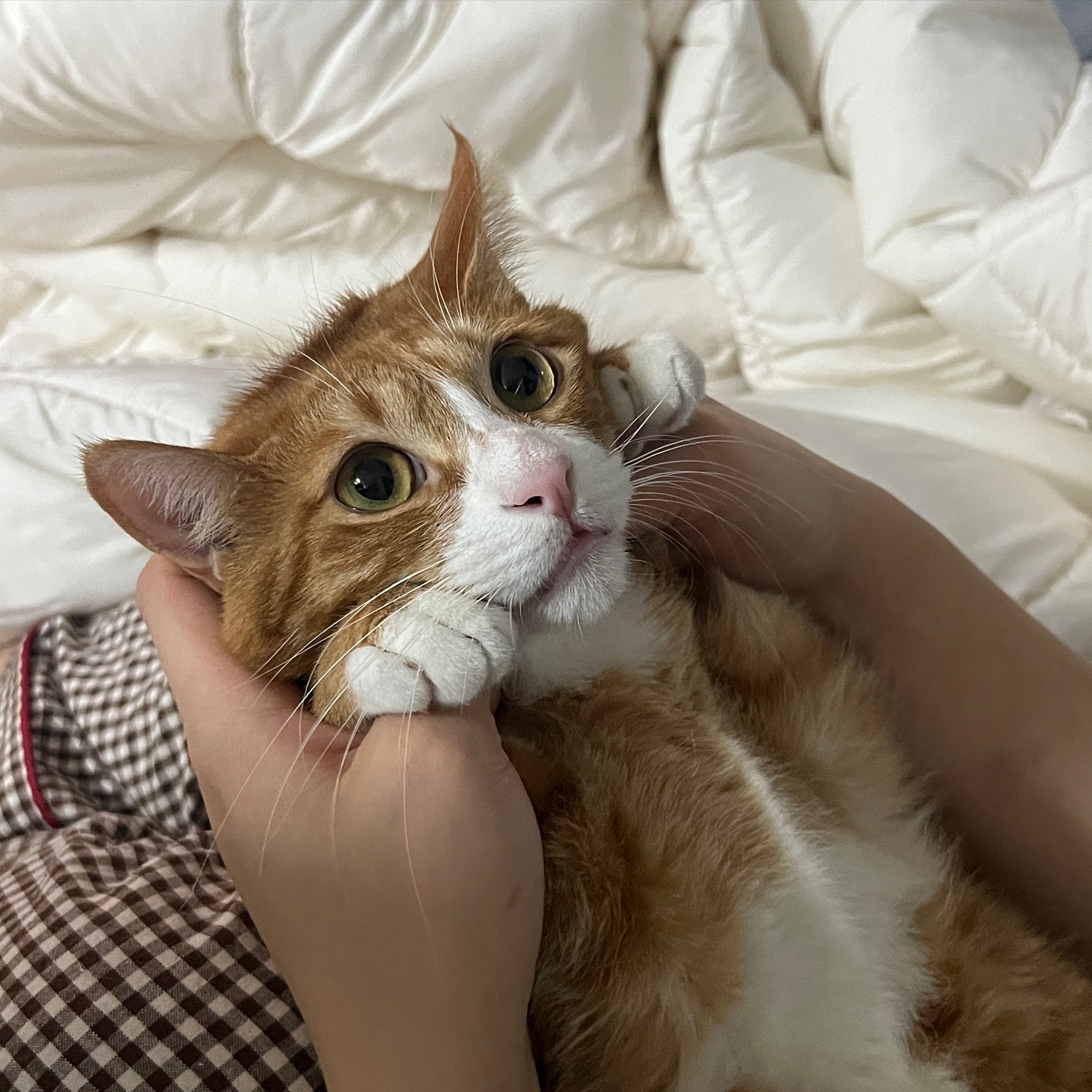 이렇게 순한 강아지 본 적 있습니까