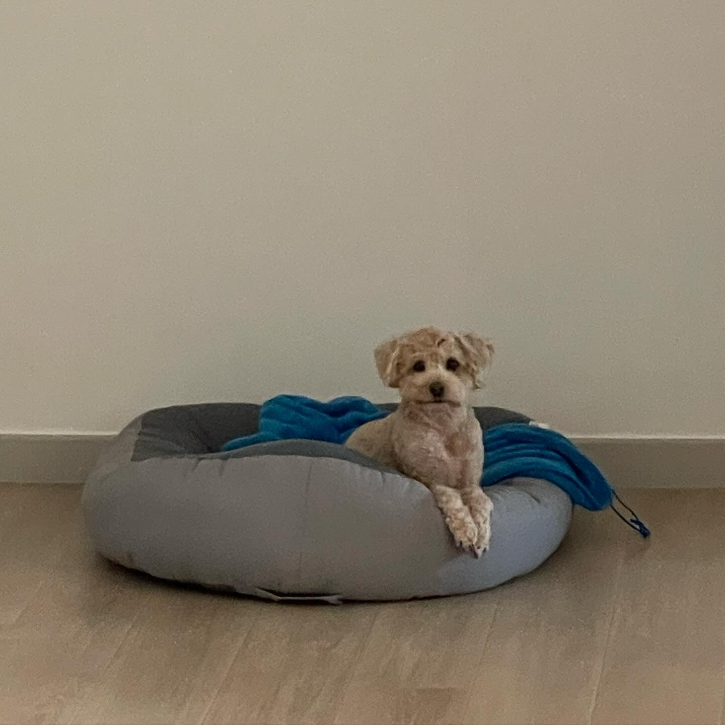 오미자