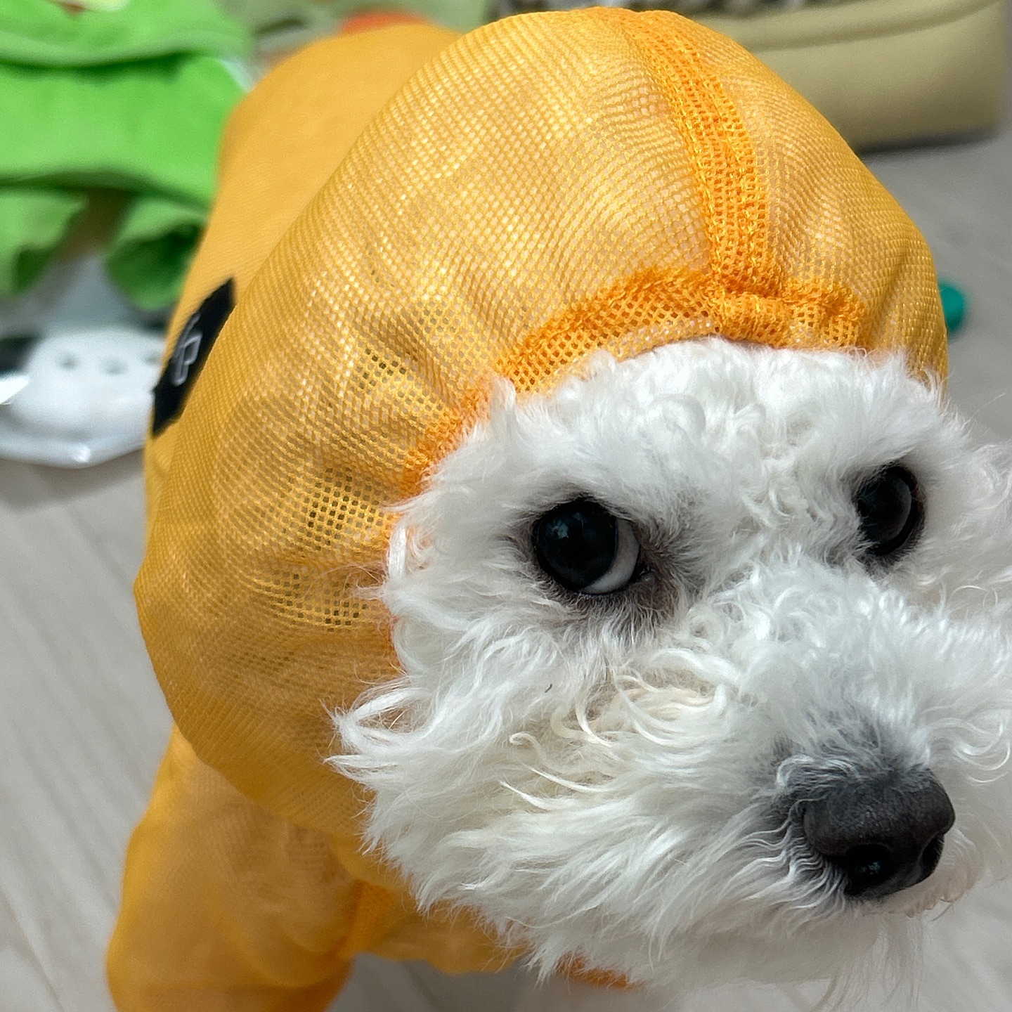 #양파망베리🧅

주황색이 잘어울릴거같아서 주황픽했는데
입히고보니까 어디서 많이 본 비주얼🙄🧅

ssoook.official 최고🧡