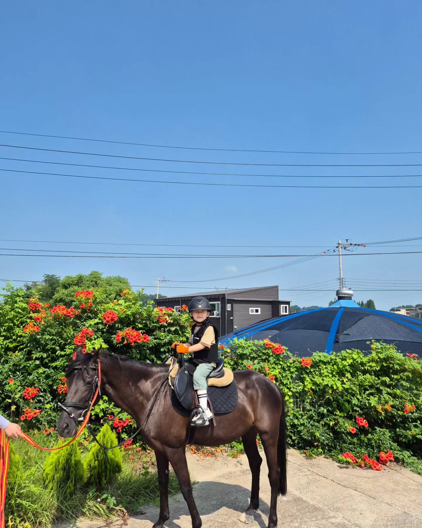 제이클라우드승마센터🐴🐎

복땡이가 좋아하는 말타기~
이젠 큰말,작은말 타기 경험이 아빠보다 더 많은 복땡이ㅋㅋㅋ그래서 세상 여유롭고 잘탄다!!^^
교관선생님께서 여유롭고 잘탄다고 엄청 칭찬해주셔서 더 뿌듯한 복땡이ㅋㅋㅋㅋ
오빠 말타기 구경하다 얼떨결에 탄 행복이ㅋㅋㅋ
무셔~무셔~하다가 오빠 앞에 앉으니 조용히 말탐!!👨‍👦
그리고 집와서 자기전에 말~말~말~ㅋㅋ또 타고싶다는 행복이ㅋㅋㅋㅋㅋ

복땡이는 잘 타서? 짱아(체험말) 산책시간이라 승마장 밖 산책도 가고 짱아는 강아지풀 뜯어 먹으며 복땡이의 새로운 경험을 했다!!ㅋㅋ또 말이 달릴때 맞춰서 일어섰다가 다시 앉고 새로운걸 배워서 말 탈 땐 와~선수시켜야 하나~생각했는더 동영상을 보니 종이인형같았다ㅋㅋ

귀찮아서 멈춘 인스타를 다시 복땡이와 행복이를 위해? 새로운 추억을 쌓아봐야겠다!!
