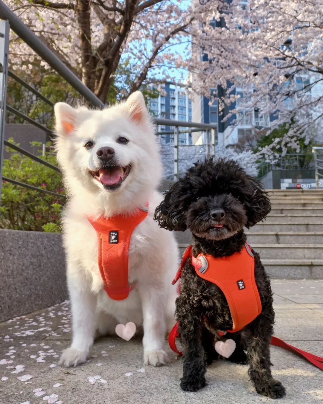 🌸🐶🐶🌸