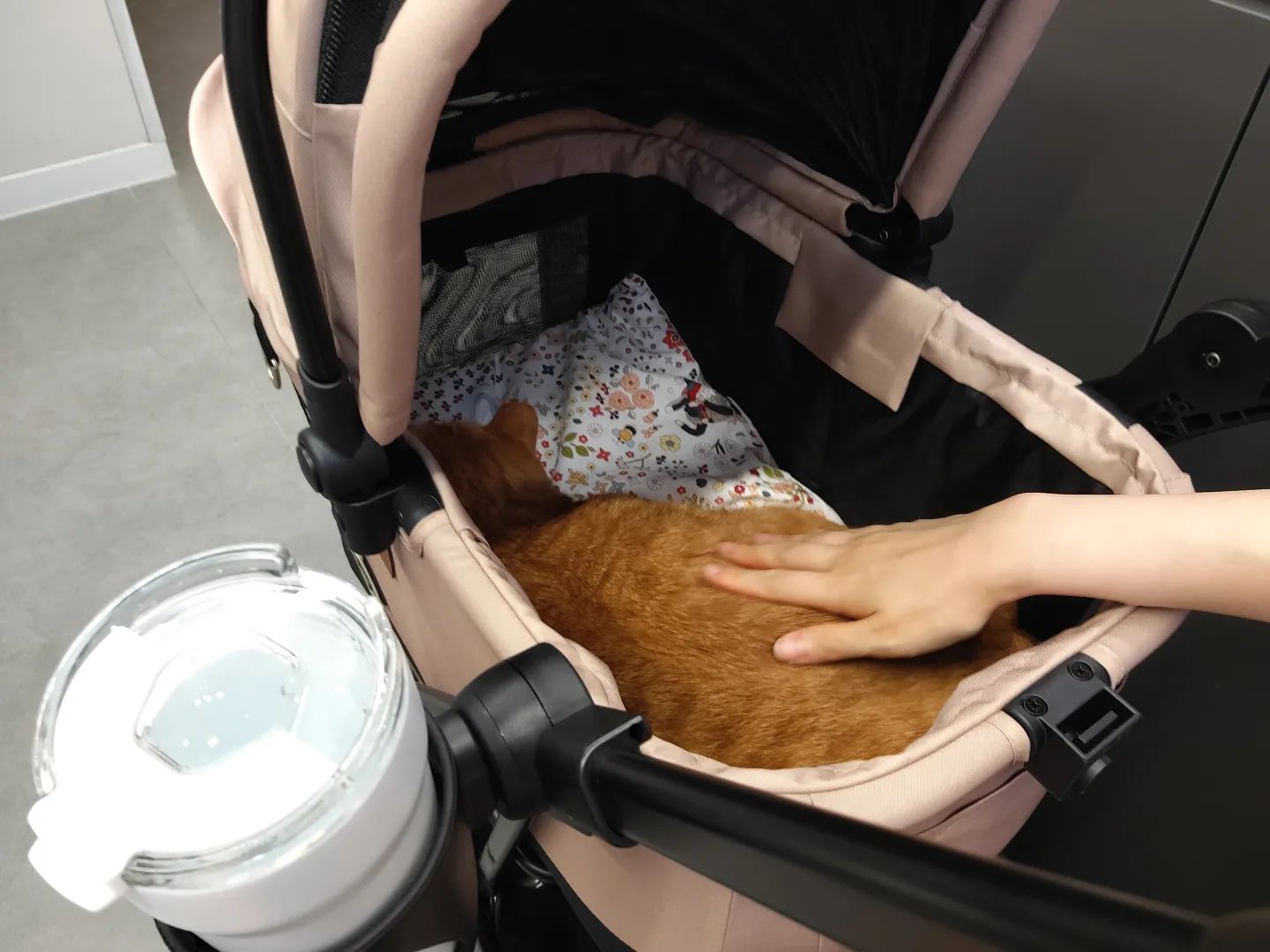 내 소중한 아가
아프면 반칙

#고양이 #나비 #동물병원 #13살고양이 #사랑해