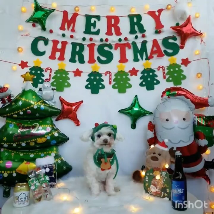 이 맛에~ 멍학 보내지~~~🩷🎄🎅🏻
바킨덩 넘 귀욥✨🩷
#멍멍아학교가자 #흰동이