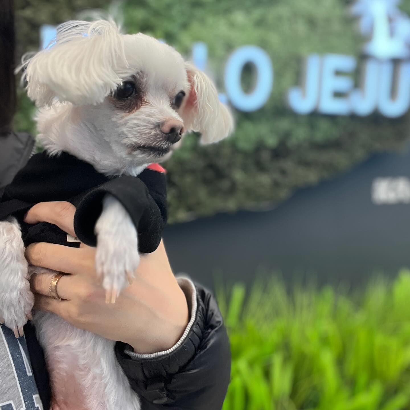 흰동이 견생 14년차 제주도 여행 ✈️🍊
기내용 캐리어 하나 들고 갔는데 동이 짐이 반,,
비행기도 얌전하게 잘 타고 기특한 내새끼💖
비오고 강풍에 힘들었지만 에너지 충전해서 또 여행가장✨